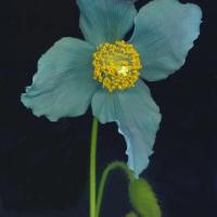 Tibetan Blue Poppy - Meconopsis betonicifolia