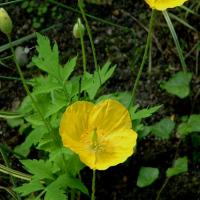 WELSH POPPY - Meconopsis cambrica