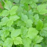 Mitsuba / Japanese Parsley - Chryptotaenia japonica