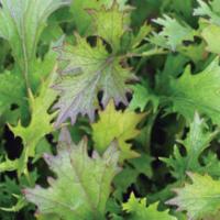 MIZUNA ‘Purple’ - Brassica rapa Japonica. Group