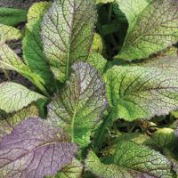 MUSTARD GREEN ‘Red Giant’  - Brassica juncea