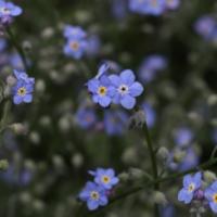 Forget – Me - Not (Blue) - Myosotis sylvatica