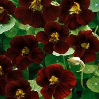 NASTURTIUM ‘Tom Thumb Black Velvet’  - Tropaeolum minus ‘Tom Thumb Black Velvet’