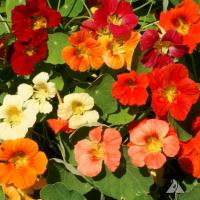 NASTURTIUM ‘Wild & Crazy Mix’ - Tropaeolum majus