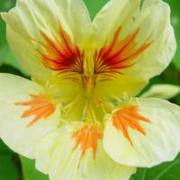 Nasturtium ‘Jewel Peach Melba’ - Tropaeolum nanum