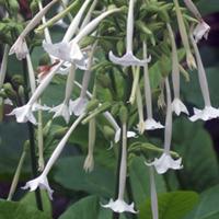 Woodland Tobacco - Nicotiana sylvestris