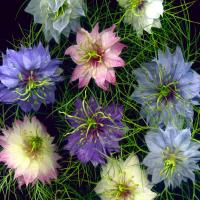 LOVE–IN–A–MIST ‘Persian Jewels’ - Nigella damascena 'Persian'