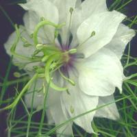 Love-in-a-Mist ‘Miss Jekyll White’ - Nigella damascena