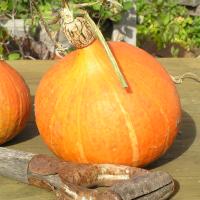 PUMPKIN ‘Red Kuri’ - Curcurbita maxima