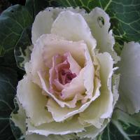 Ornamental Kale 'Sunrise' - Brassica oleracea 'Sunrise'