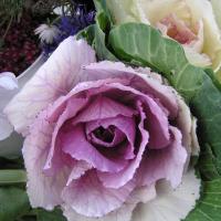 ORNAMENTAL KALE ‘Sunset’ - Brassica oleracea 'Sunset'