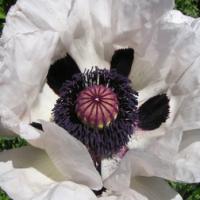 WHITE ORIENTAL POPPY ‘Royal Wedding’ - Papaver orientale 'white'