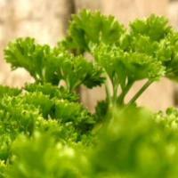 Parsley ‘Swiss Winter’ - Petroselinum crispum