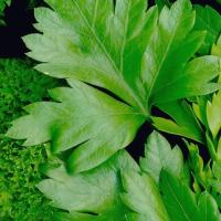 PARSLEY, Flat & Curly Mix  - Petroselinum crispum