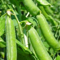 PEA, SUGAR SNAP ‘Sugar Bon’ - Pisum sativum var. sativum