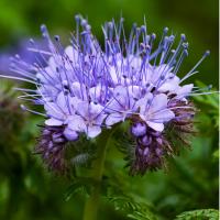 Fiddleneck / Lacy Phacelia - Phacelia tanacetifolia