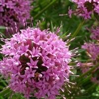 Crosswort - Phuopsis stylosa