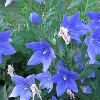 Balloon Flower - Platycodon grandiflorus `Mariesii'