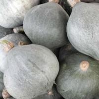 Pumpkin ‘Baby Blue’ - Cucurbita maxima