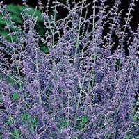 Russian Sage - Perovskia atriplicifolia