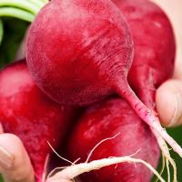 Radish  ‘German Giant’ - Raphanus sativus