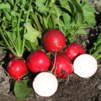 Radish 'Cherry Belle' - Raphanus sativus