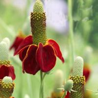 MEXICAN HAT PLANT - Ratibida columnifera f. pulcherrima ‘Red Midget’