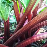 RHUBARB ‘Tassie Red Legs’  - Rheum rhabarbarum