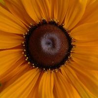 Black-Eyed Susan 'Marmelade' - Rudbeckia hirta ‘Marmelade’