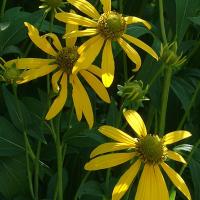 CUT-LEAFED CONEFLOWER - Rudbeckia laciniata