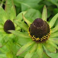 Green Wizard - Rudbeckia occidentalis