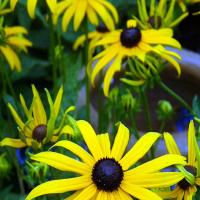 BLACK EYED SUSAN ‘Goldsturm’ - Rudbeckia fulgida var. sullivantii