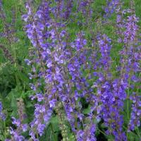 Meadow Sage - Salvia pratensis