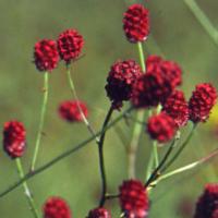 Great Burnet - Sanguisorba officinalis