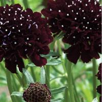 PINCUSHION ‘Black Knight’ - Scabiosa atropurpurea 'black'