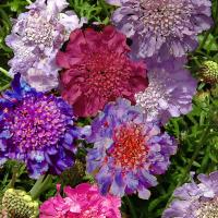 PINCUSHION PLANT Mix - Scabiosa atropurpurea ‘Mixed’