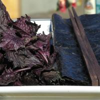 Shiso/Perilla ‘Red’ - Perilla frutescens