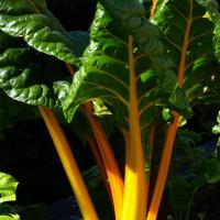 Silverbeet ‘Yellow Chrome’ - Beta vulgaris