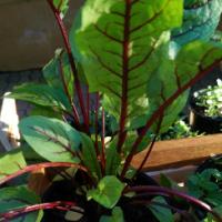 Sorrel, Red Veined  - Rumex acetosa