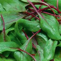 Spinach ‘Reddy’ F1 - Spinacea oleracea