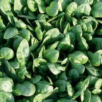 SPINACH ‘Tyee’ F1 - Spinacea oleracea