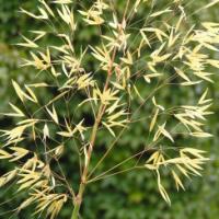 Ornamental Grass ‘Giant Feather Grass’  - Stipa gigantea