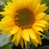 SUNFLOWER – Giant Single - Helianthus annus 'Giant Single'