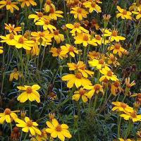 MEXICAN MARIGOLD - Tagetes lemonii