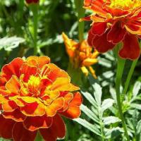 French Marigold - Tagetes patula