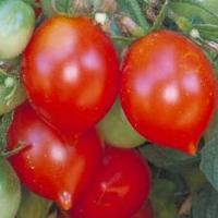 Tomato 'Riesentraube' - Lycopersicon esculentum