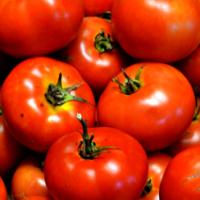 TOMATO ‘Deutschler Fleiss’  - Lycopersicon esculentum