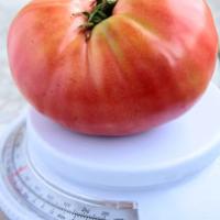 Tomato 'German Johnson' - Lycopersicon esculentum