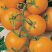 TOMATO 'Gold Nugget' - Lycopersicon esculentum