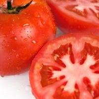 Tomato 'KY1' - Lycopersicon esculentum